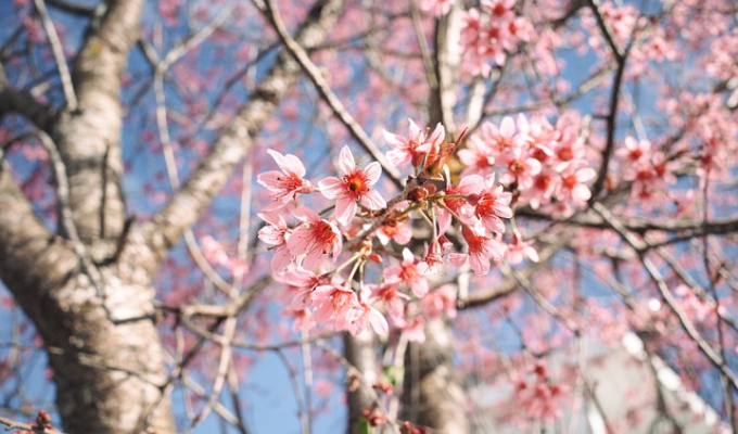peach-blossoms-g1d2ed35c6_640.jpeg