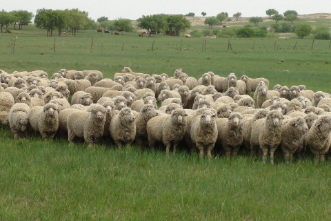 羊和什么生肖最配相克 羊最配的属相是什么生肖