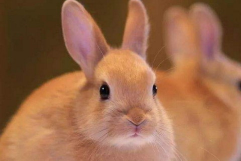属兔的年份表 属兔的年份有哪几年出生的