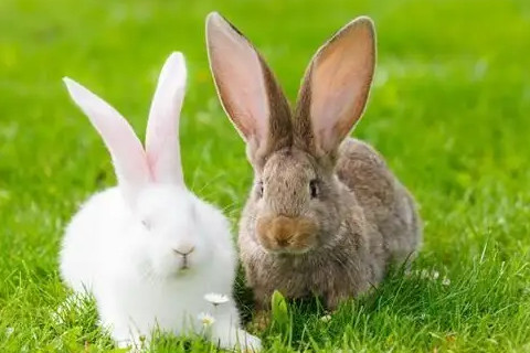 兔和马属相合不合婚姻 兔和马的属相适合做夫妻吗