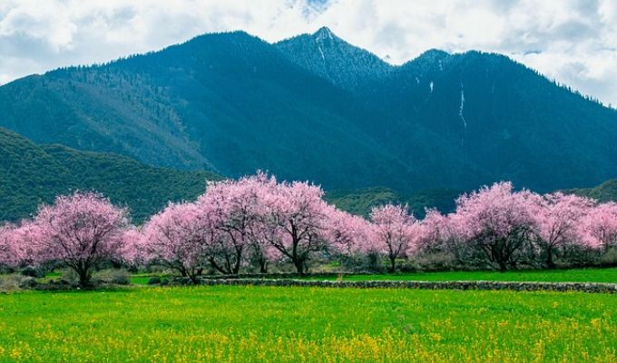 peach-blossoms-g4363355d6_640.jpeg