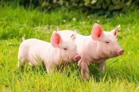 2022年属猪人跟谁一起财运好 属猪人离不开的两个贵人是谁