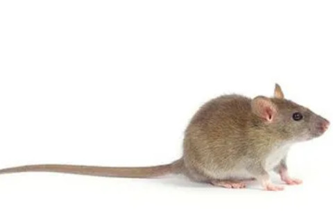 鼠和什么属相最配对 鼠和什么生肖最配
