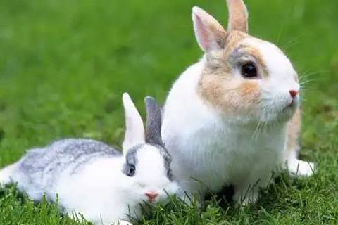 属兔的出生年份表 属兔的人性格和优缺点