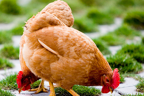 93年属鸡的属相婚配表 属鸡的属相和哪个属相最合适