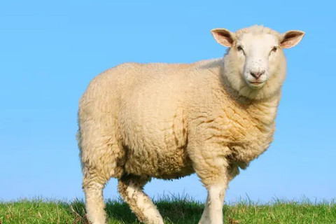 生肖羊与什么生肖最配 羊最配的属相是什么生肖