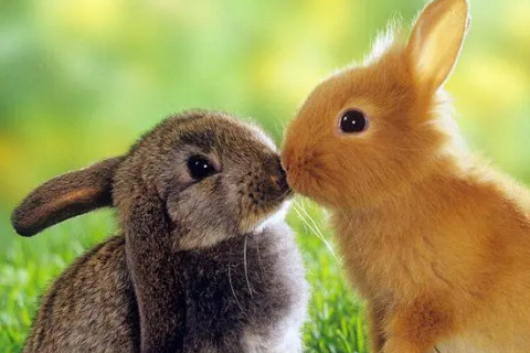 生肖属兔是哪年出生的 属兔几月出生最好命运