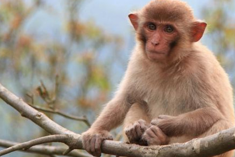 属猴的性格和脾气 属猴的性格优点和缺点